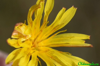 Одуванчик бессарабский