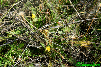 Одуванчик бессарабский