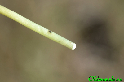 Одуванчик бессарабский