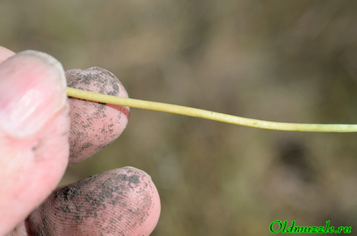 Одуванчик бессарабский