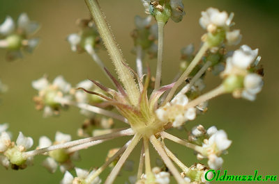Горичница болотная