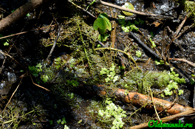 Пузырчатка незамечаемая