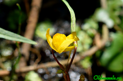 Пузырчатка незамечаемая