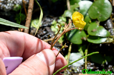 Пузырчатка незамечаемая