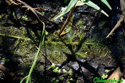 Пузырчатка незамечаемая