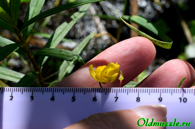 Пузырчатка незамечаемая