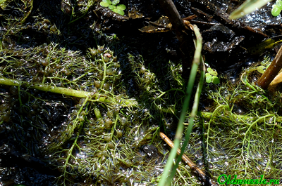 Пузырчатка незамечаемая