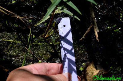 Пузырчатка незамечаемая